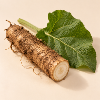 Burdock root