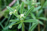 Cleavers Aerial Parts