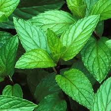   Peppermint Oil,