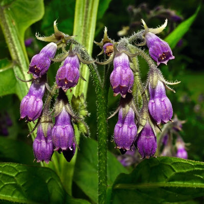 Comfrey