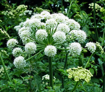 Angelica Sinensis