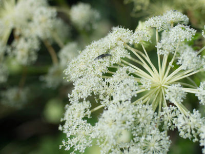 Radix Angelicae Dahuricae