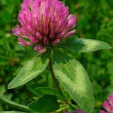 Red Clover Blossom