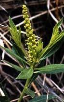 Stillingia Root